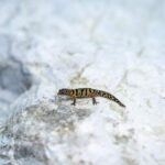 Webinar Resalta Logros en la Conservación del Gecko de Bandas de Samaná