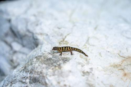 Webinar Resalta Logros en la Conservación del Gecko de Bandas de Samaná